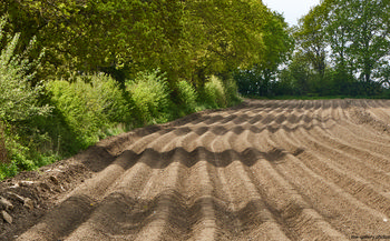 Furrowed field This landscape photograph depicts a rural field in the United Kingdom that has been carefully furrowed, featuring distinct tramlines running parallel across the soil. The image was captured during the afternoon in the spring season, as evidenced by the lush green foliage of the surrounding trees and hedges. The scene highlights nature and agriculture in harmony, with the freshly prepared fields awaiting the planting of crops. The well-defined tramlines are indicative of modern farming techniques used to optimize crop growth and field management.